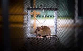 Fare ile Mücadele Yöntemleri