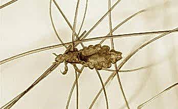 Evde Bit Nasıl Temizlenir?