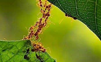 Karınca İle Nasıl Mücadele Ederim?