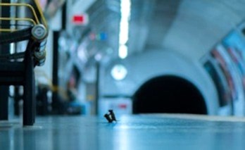 Fare Mücadelesi Nasıl Olmalıdır?